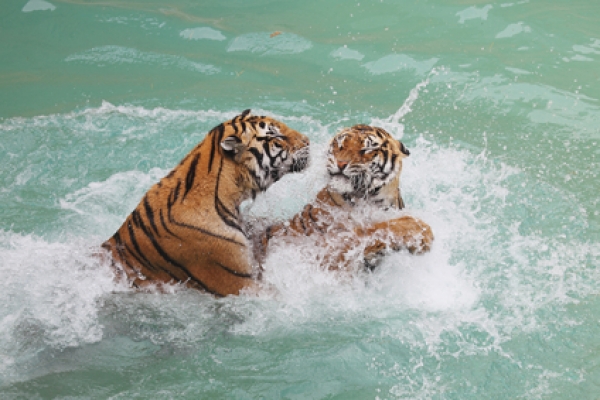 Sunderban