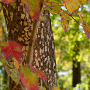 A close-up of a tree with changing foliage in the background.