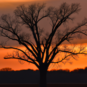 A tree silhouetted against an orange sky with the sun setting behind it.